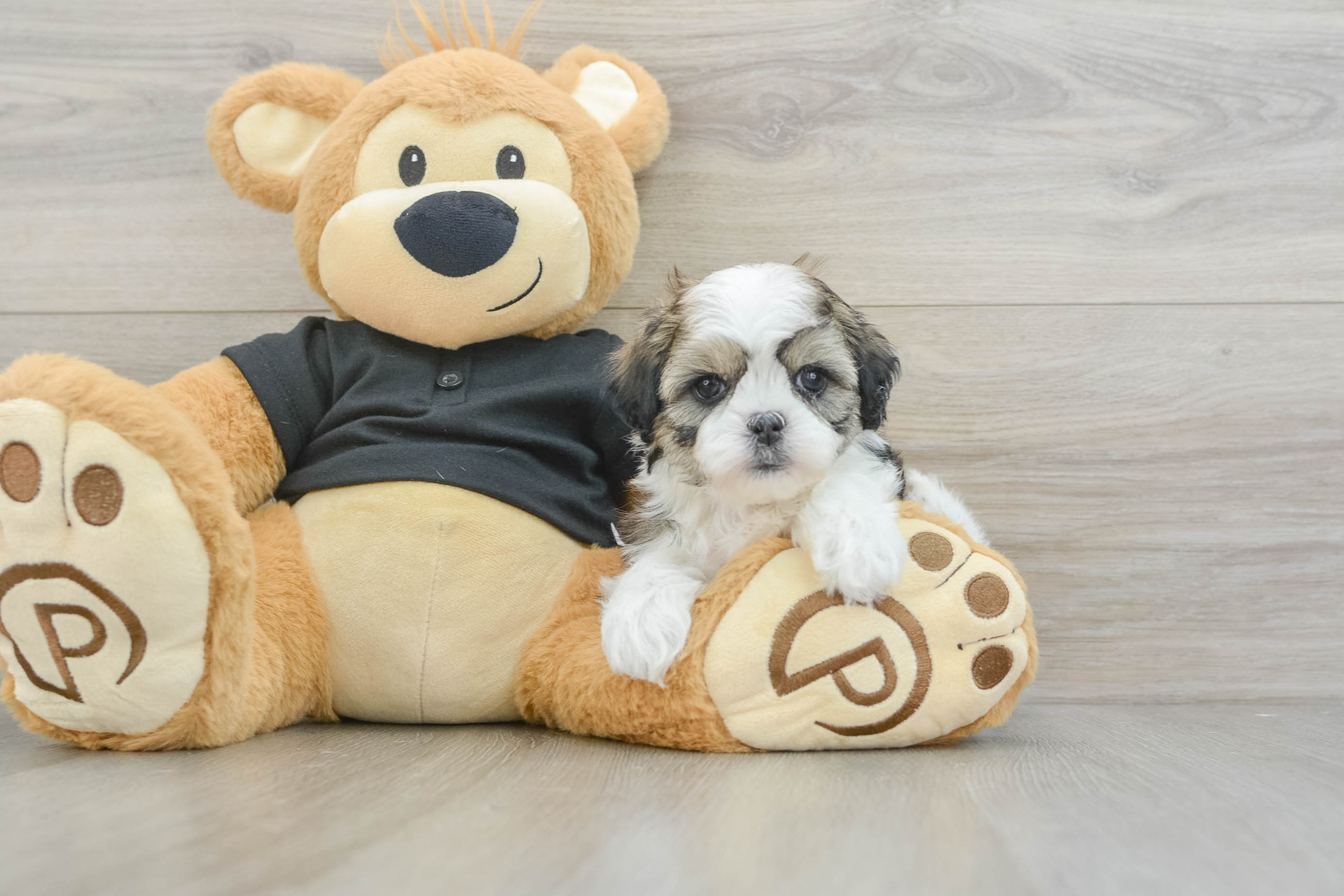Little Shitzu Designer Puppy