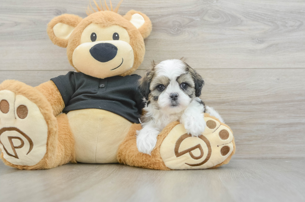 6 week old Teddy Bear Puppy For Sale - Premier Pups