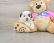 7 week old Teddy Bear Puppy For Sale - Premier Pups