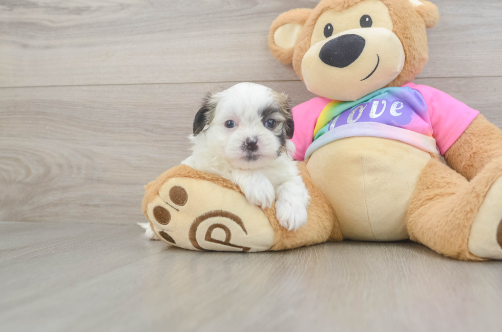 5 week old Teddy Bear Puppy For Sale - Premier Pups
