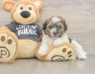 7 week old Teddy Bear Puppy For Sale - Premier Pups