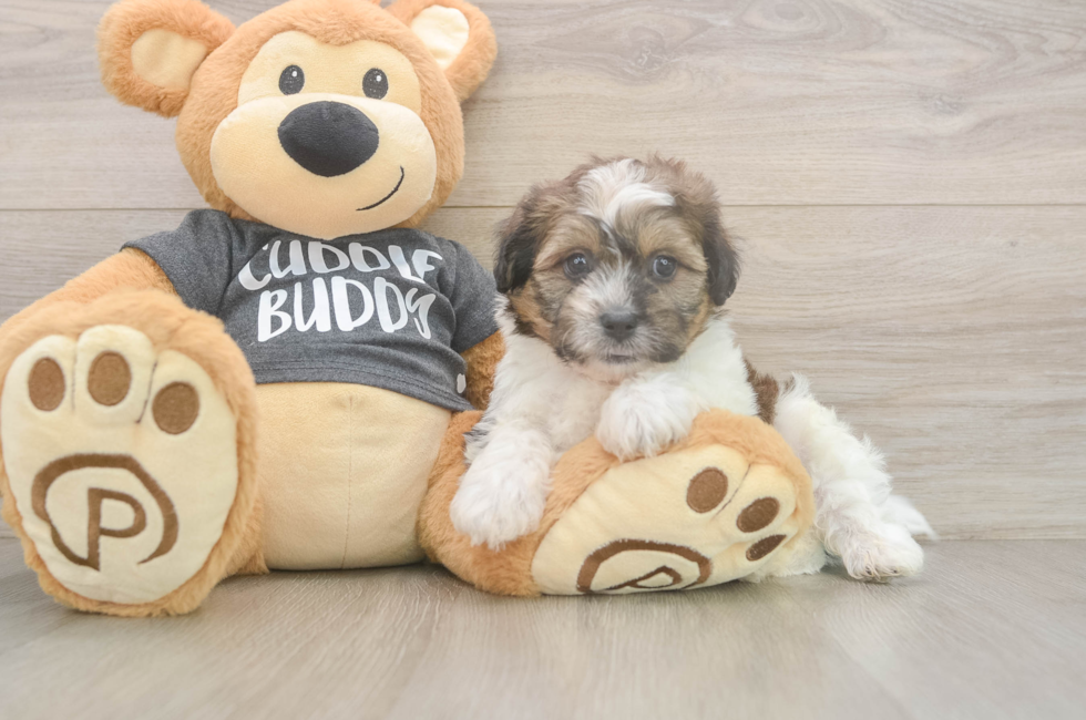 6 week old Teddy Bear Puppy For Sale - Premier Pups