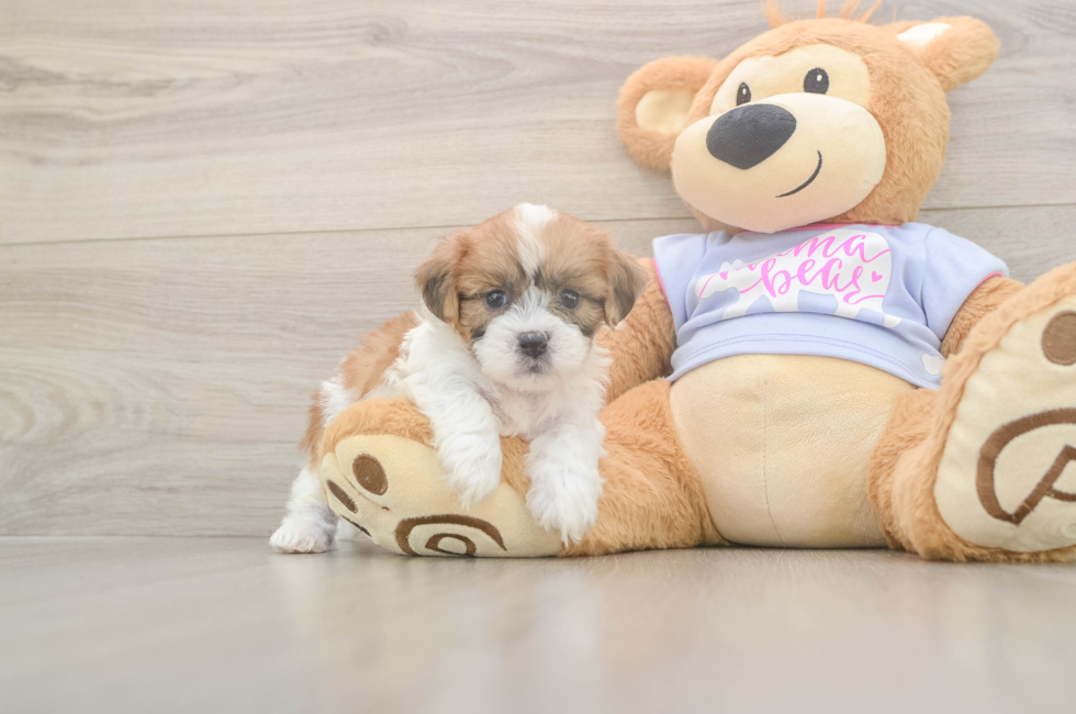 5 week old Teddy Bear Puppy For Sale - Premier Pups