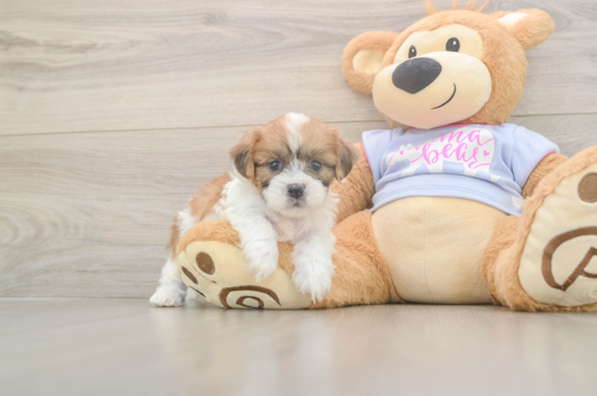 5 week old Teddy Bear Puppy For Sale - Premier Pups Playful Shi Chon Designer Puppy