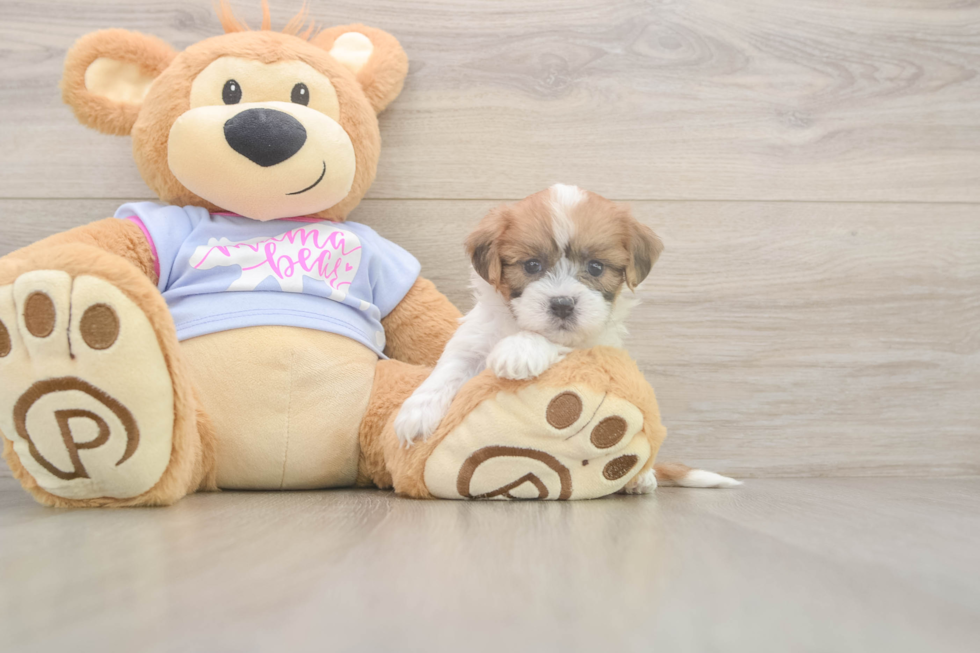 Teddy Bear Puppy for Adoption