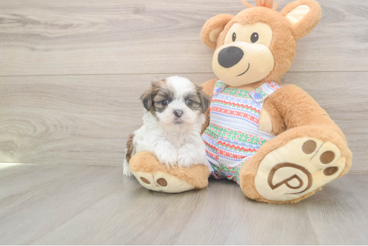 Sweet Teddy Bear Baby