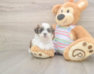 5 week old Teddy Bear Puppy For Sale - Premier Pups