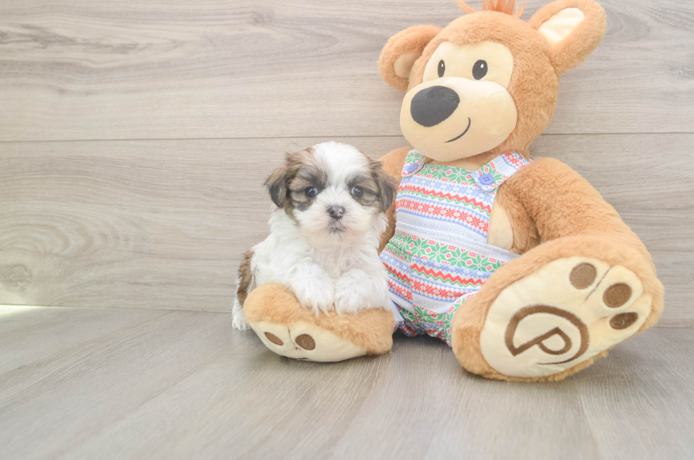 5 week old Teddy Bear Puppy For Sale - Premier Pups