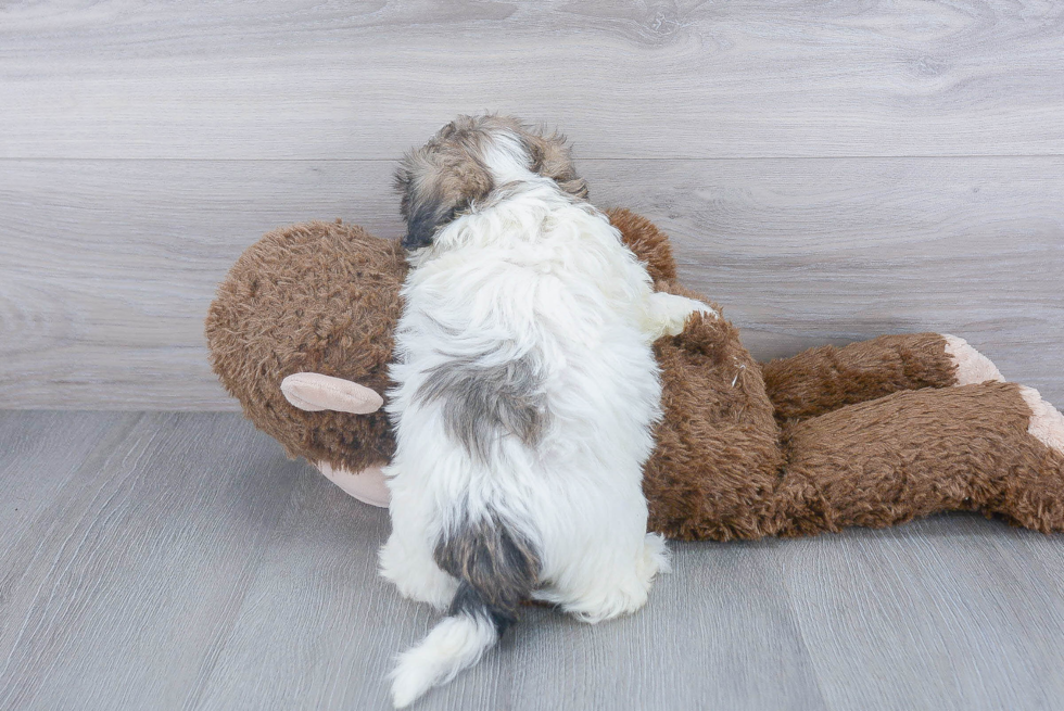 Teddy Bear Pup Being Cute