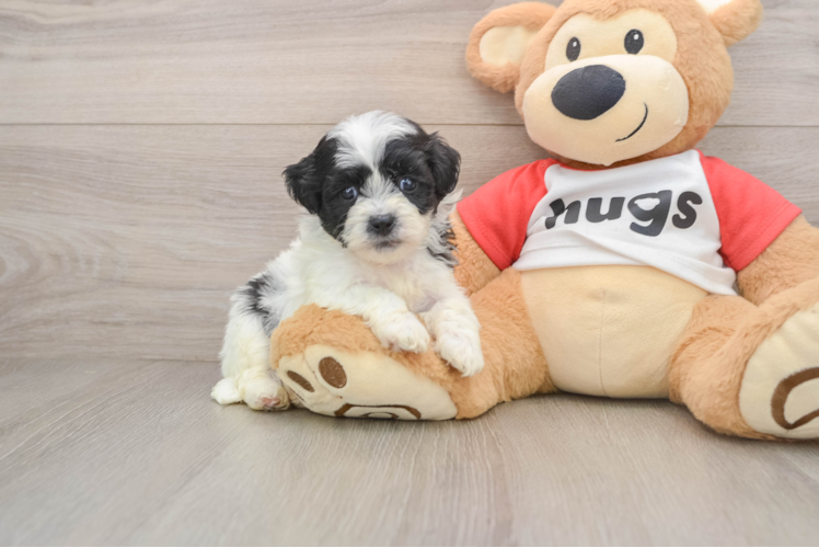 Teddy Bear Puppy for Adoption