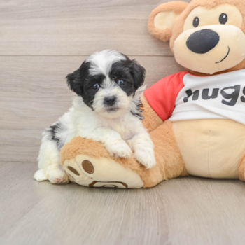 Teddy Bear Puppy for Adoption