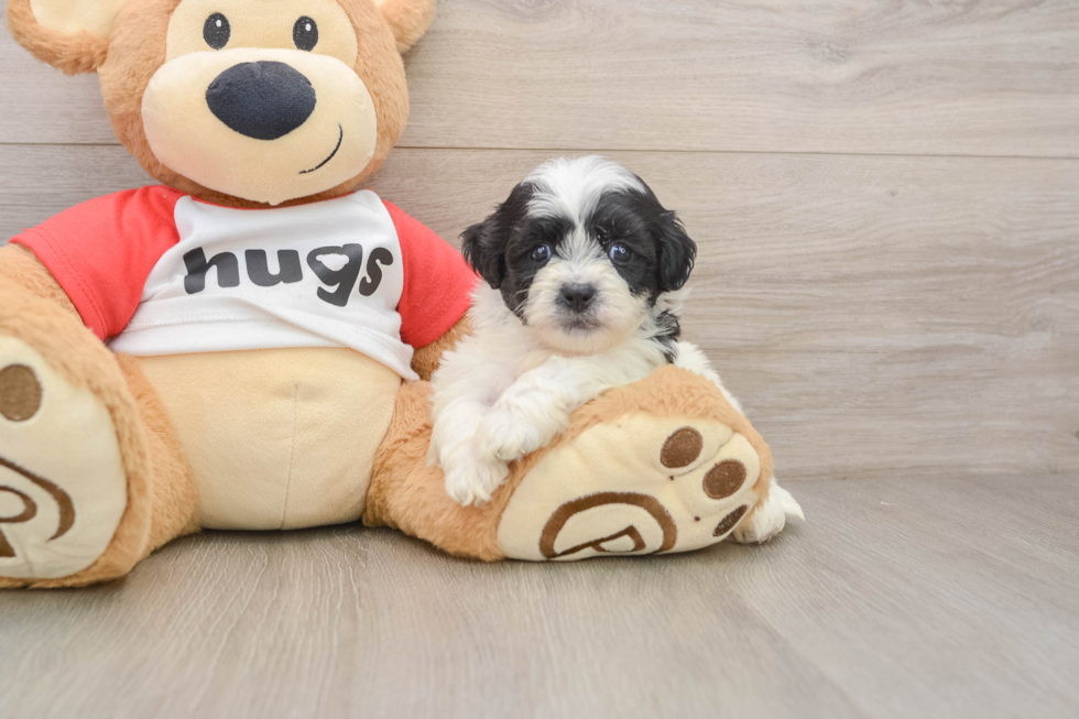Playful Shi Chon Designer Puppy