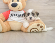 7 week old Teddy Bear Puppy For Sale - Premier Pups