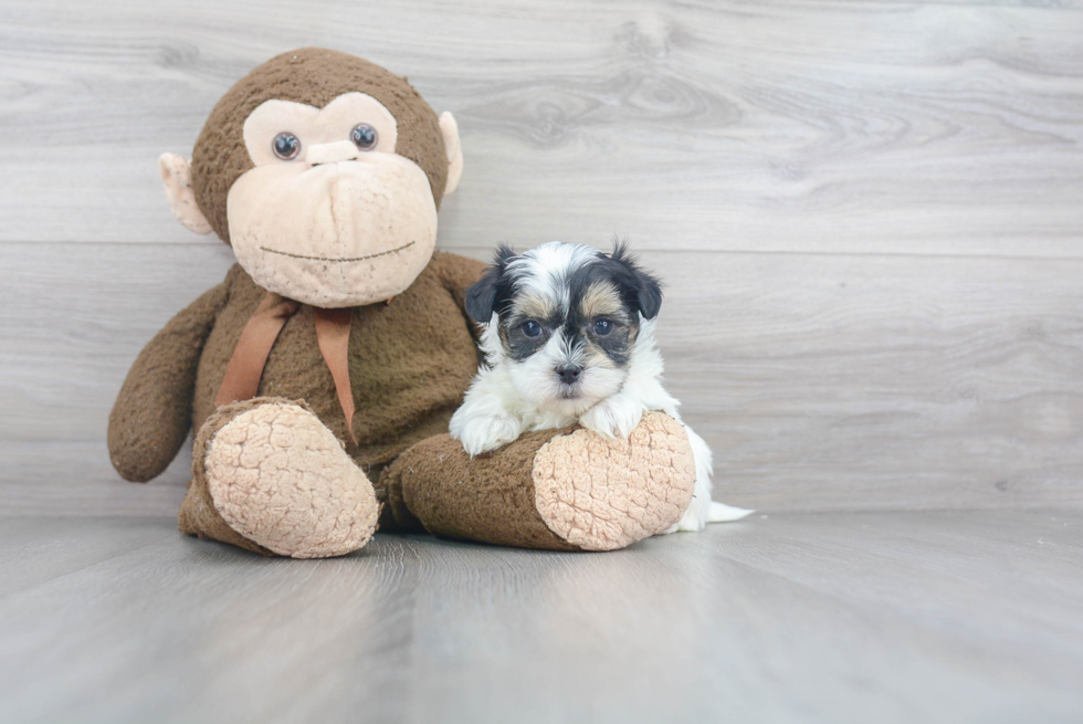 Teddy Bear Pup Being Cute