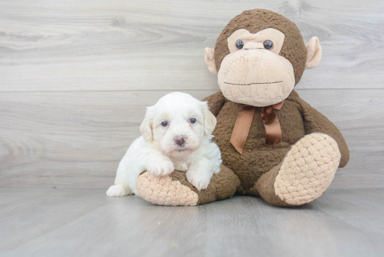 Teddy Bear Pup Being Cute