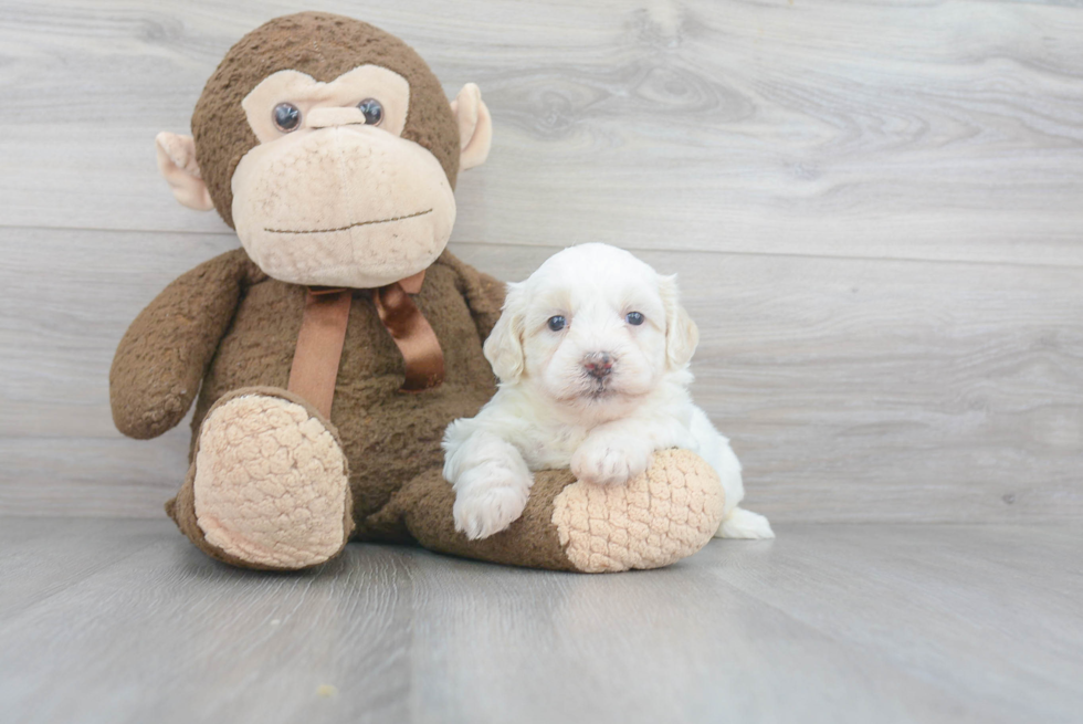 Happy Teddy Bear Baby