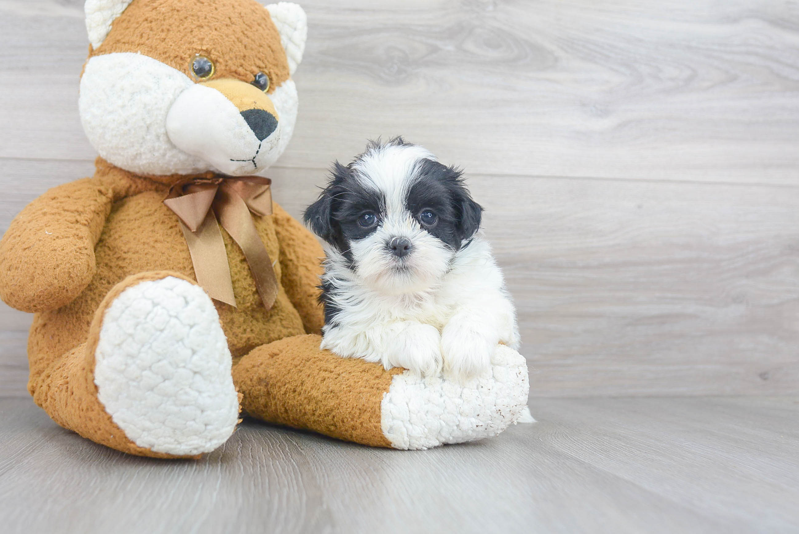 Teddy Bear Pup Being Cute