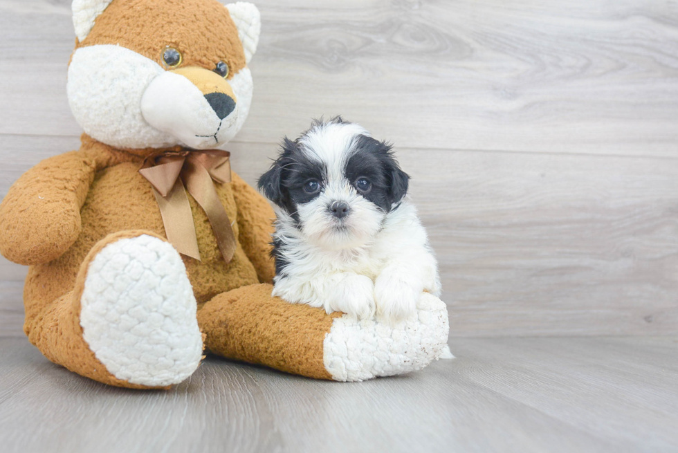 Teddy Bear Pup Being Cute