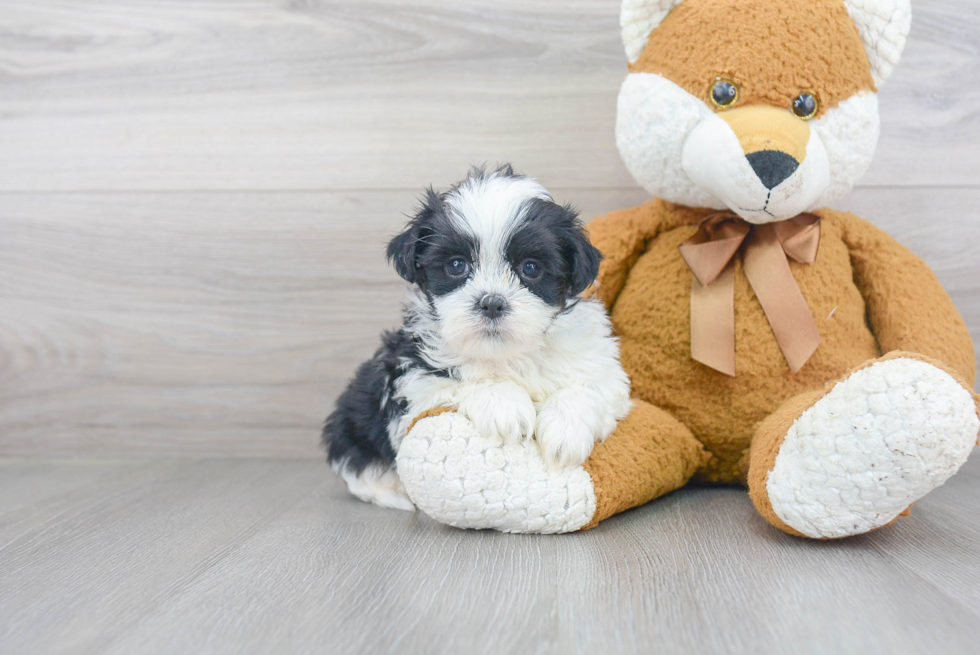 Friendly Teddy Bear Baby