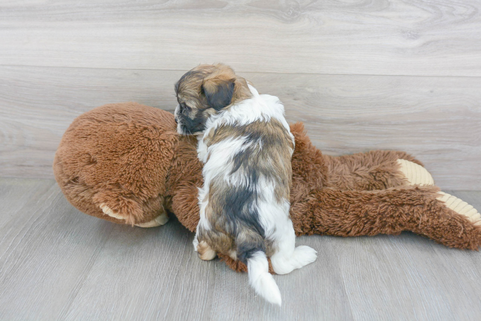 Fluffy Teddy Bear Designer Pup