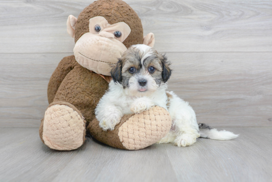 Teddy Bear Pup Being Cute