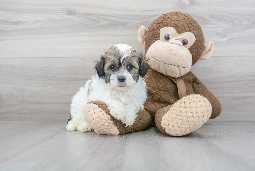 Fluffy Teddy Bear Designer Pup