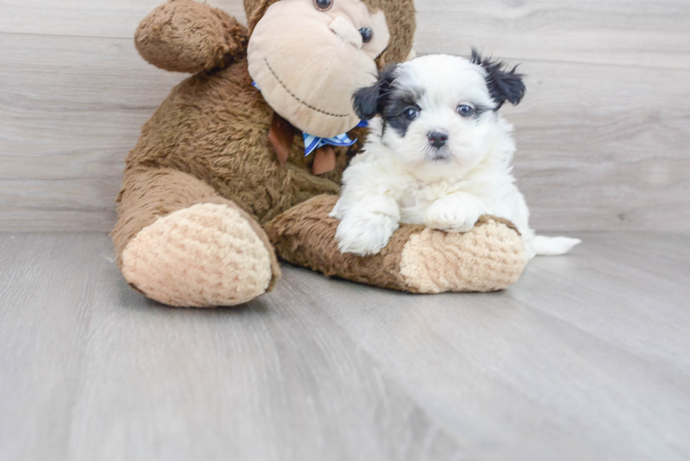 Teddy Bear Pup Being Cute