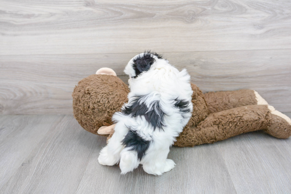 Teddy Bear Pup Being Cute