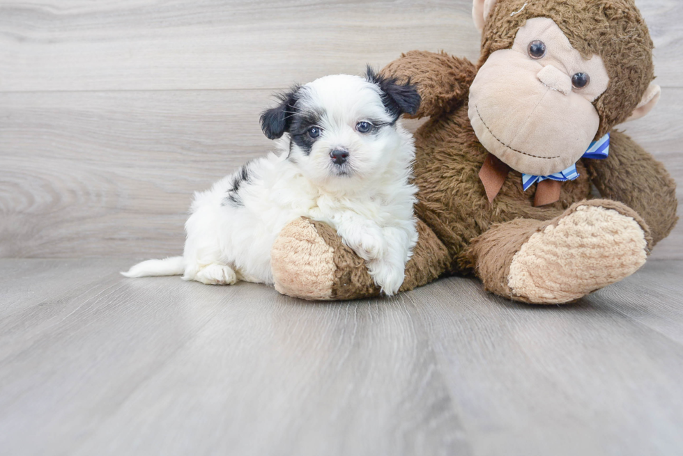 Friendly Teddy Bear Baby