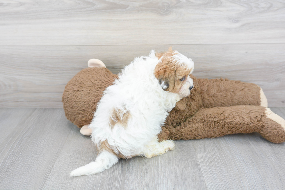 Smart Teddy Bear Designer Pup