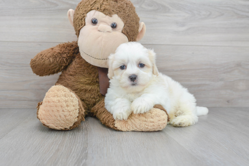 Teddy Bear Pup Being Cute