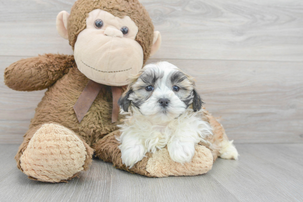 Little Shichon Designer Puppy