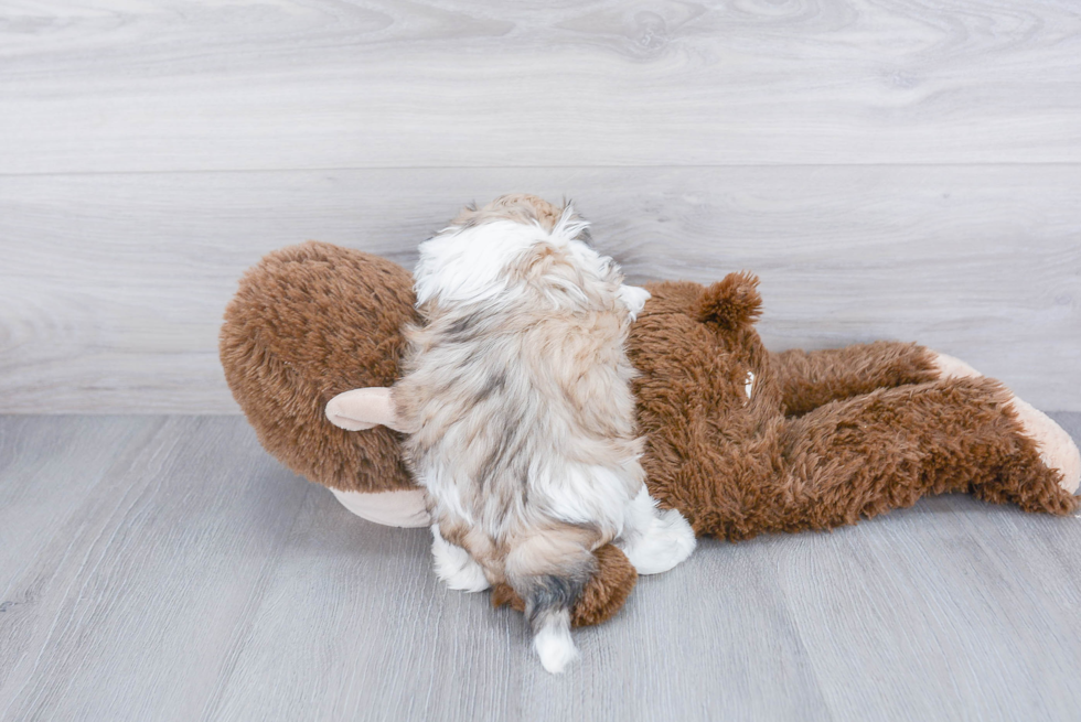 Playful Shi Chon Designer Puppy