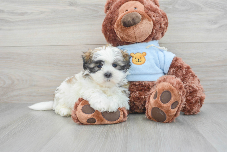 Teddy Bear Puppy for Adoption