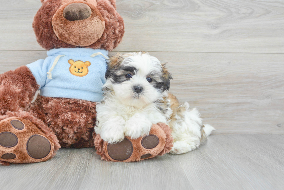 Teddy Bear Pup Being Cute