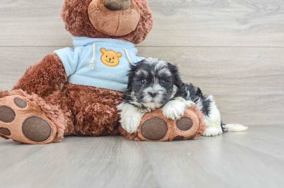 5 week old Teddy Bear Puppy For Sale - Premier Pups