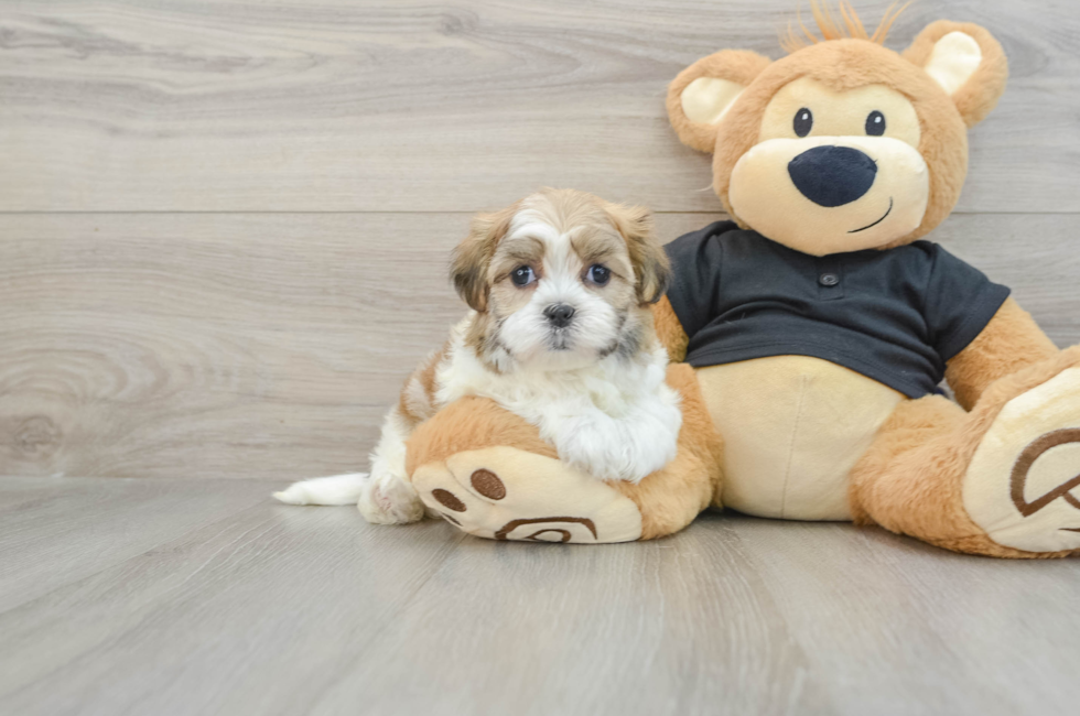 7 week old Teddy Bear Puppy For Sale - Premier Pups