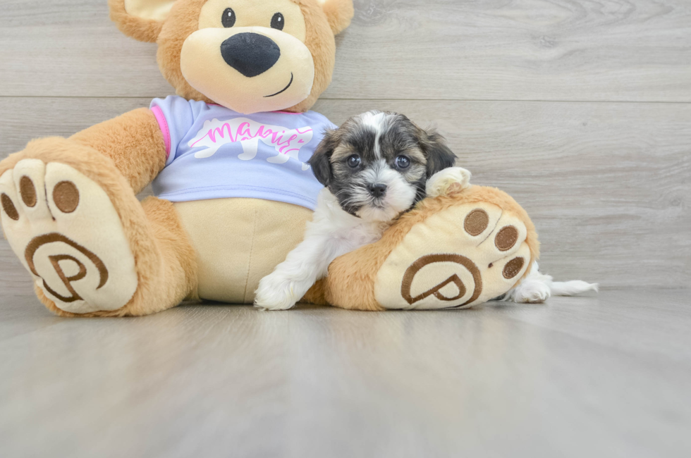 5 week old Teddy Bear Puppy For Sale - Premier Pups