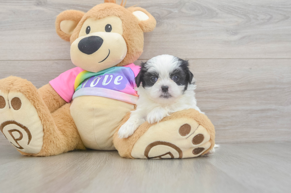 5 week old Teddy Bear Puppy For Sale - Premier Pups