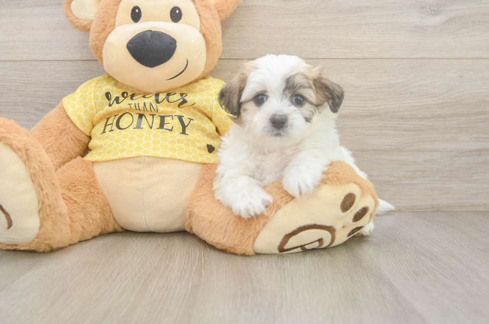 5 week old Teddy Bear Puppy For Sale - Premier Pups