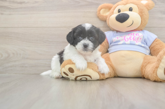 5 week old Teddy Bear Puppy For Sale - Premier Pups Teddy Bear Puppy for Adoption
