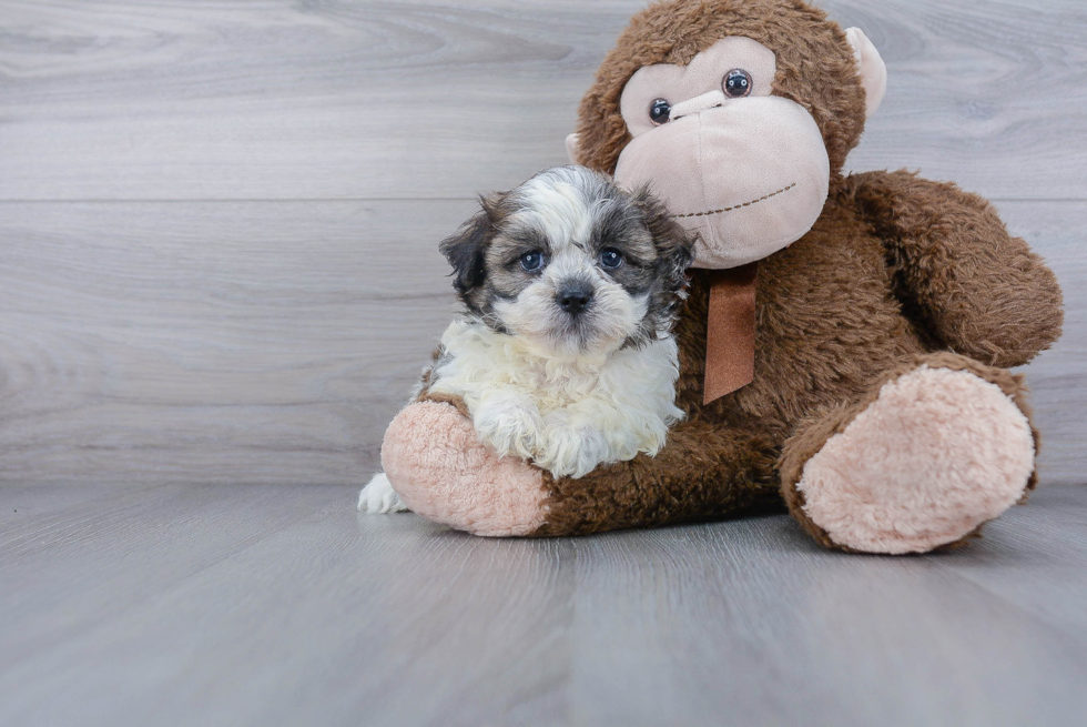 Teddy Bear Pup Being Cute