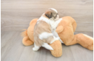Sweet Teddy Bear Baby