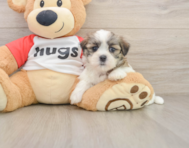 8 week old Teddy Bear Puppy For Sale - Premier Pups