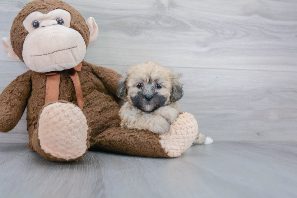 Fluffy Teddy Bear Designer Pup