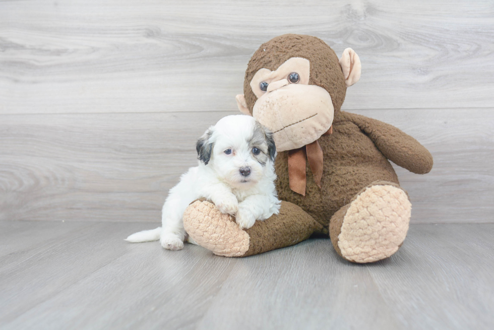 Teddy Bear Pup Being Cute