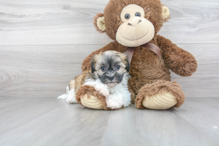 Popular Teddy Bear Designer Pup