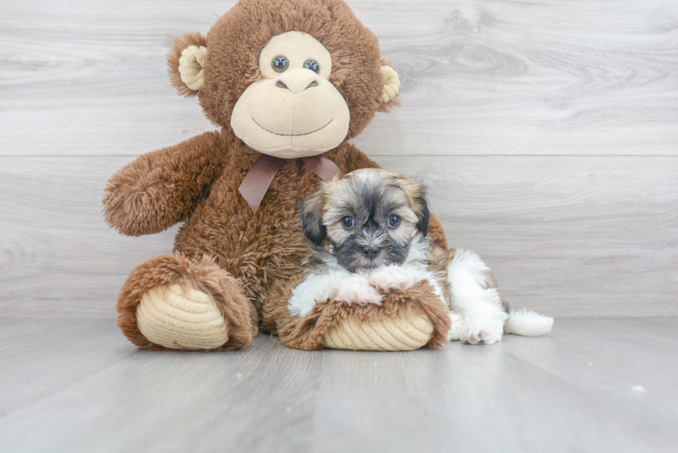 Cute Teddy Bear Baby