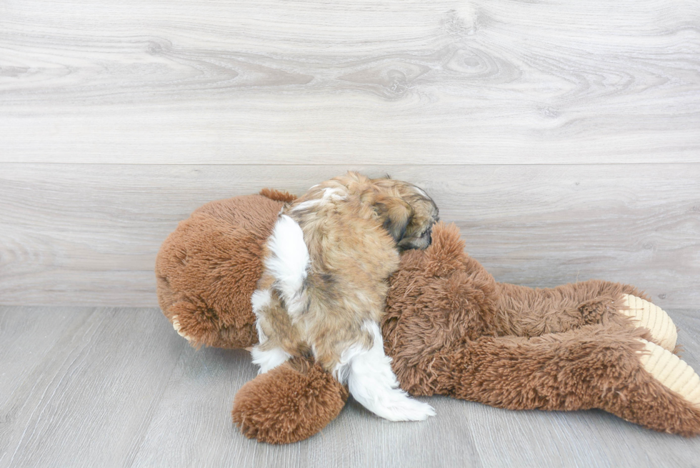 Best Teddy Bear Baby