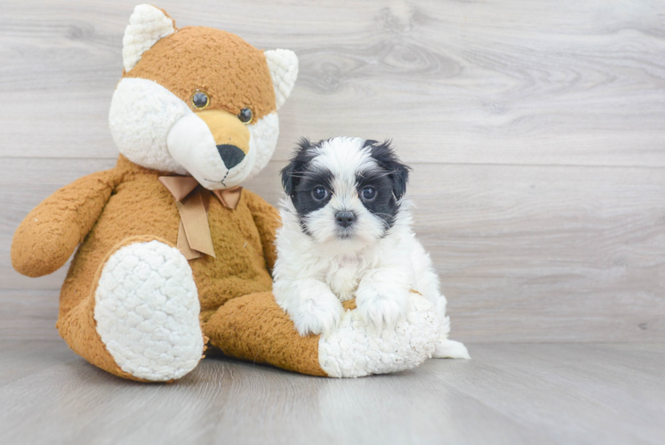 Energetic Shichon Designer Puppy